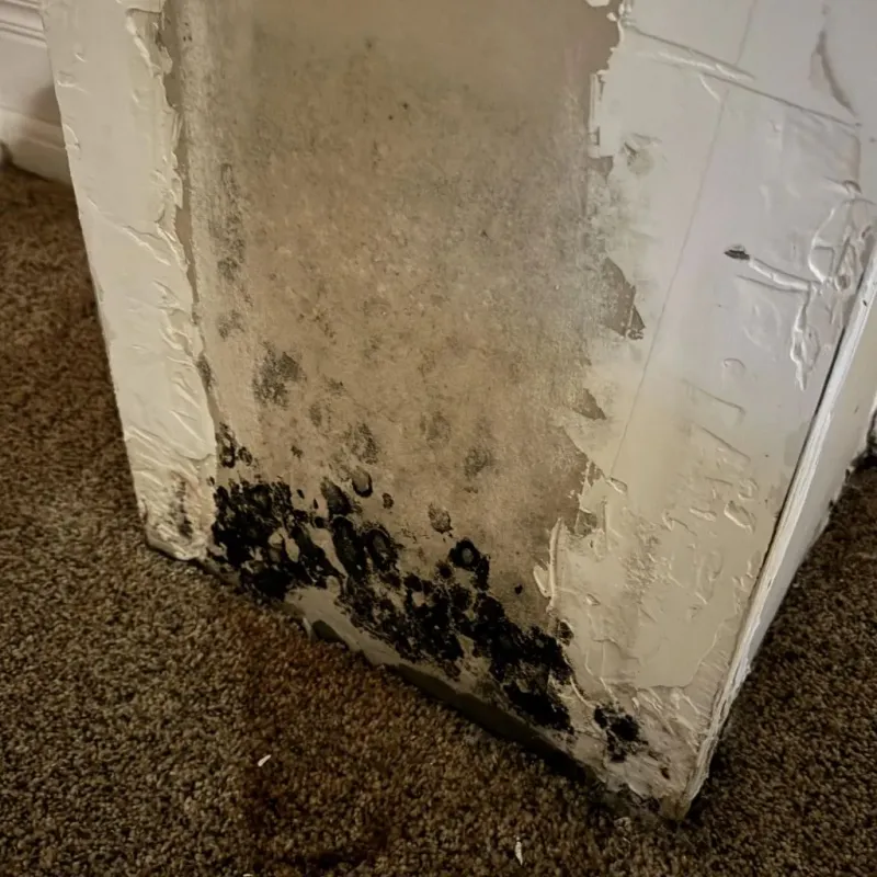 Professional Mold Removal in New Braunfels, TX